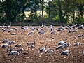 * Nomination Flock of cranes (Grus grus) in Altenpleen --MB-one 11:31, 28 July 2023 (UTC) * Promotion  Support Good quality. --ParisTaras 20:28, 28 July 2023 (UTC)