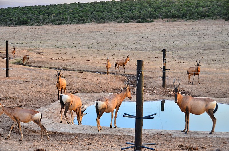 File:Kudu antelope in Addo 01.jpg