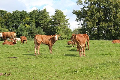 Kuehe Weide Cows Pasture.jpg