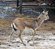 Hnědý a bílý bovid