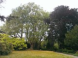 Lübeck, Plantanen auf dem Burgtorfriedhof, Naturdenkmal