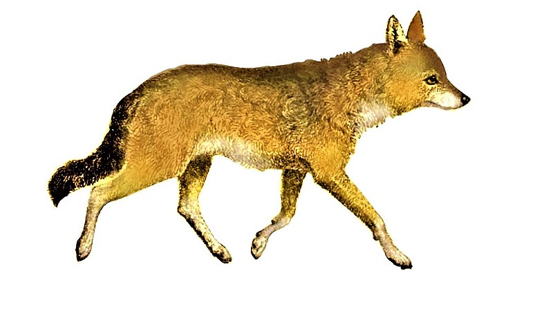 File:La vita degli animali descrizione generale del regno animale di A. E. Brehm Mammiferi (1872) Canis aureus syriacus mod.jpg