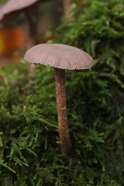 File:Laccaria amethystina (38195280811).jpg