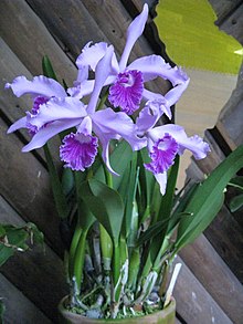 Laelia lobata1.jpg