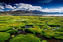 Plant communities in front of Lake Chungará