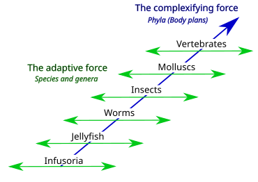The second of Jean-Baptiste Lamarck's two factors (the first being a complexifying force) was an adaptive force that causes animals with a given body plan to adapt to circumstances by inheritance of acquired characteristics, creating a diversity of species and genera. Lamarck's Two-Factor Theory.svg
