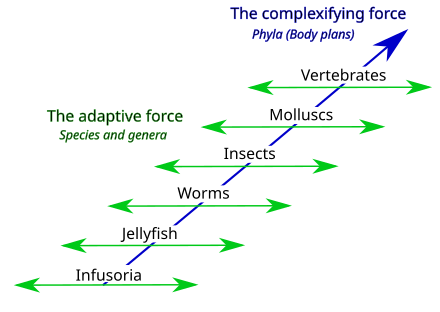 Lamarck's two-factor theory involves 1) a complexifying force that drives animal body plans towards higher levels (orthogenesis) creating a ladder of phyla, and 2) an adaptive force that causes animals with a given body plan to adapt to circumstances (use and disuse, inheritance of acquired characteristics), creating a diversity of species and genera. Popular views of Lamarckism consider only an aspect of the adaptive force.[25]