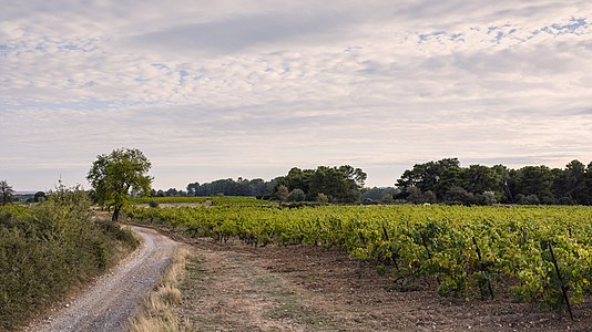 Landscape of vineyards