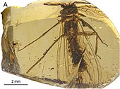 Lapisperla keithrichardsi Lapisperla keithrichardsi holotype Fig3 A.jpg