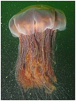 Lion's mane jellyfish, largest known jellyfish[190]