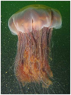 Cyanea capillata - Wikipedia, la enciclopedia libre