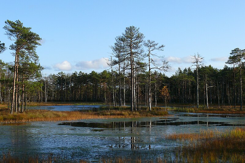 File:Laugas Väätsa rabas.jpg