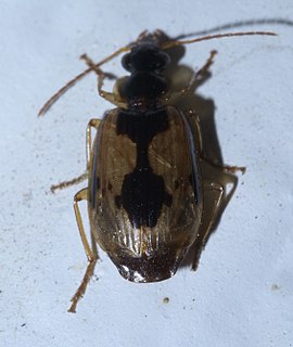 <i>Lebia fuscata</i> Species of beetle
