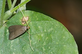 Lecithocerinae subfamily of insects