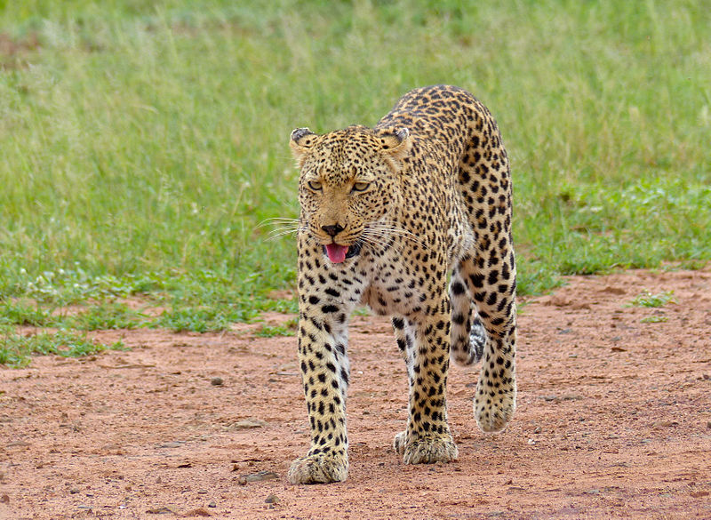 File:Leopard (Panthera pardus) female (13901064692).jpg