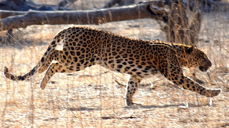 File:Leopard On A Prowl.jpg