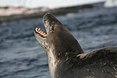 Un léopard de mer (Hydrurga leptonyx) qui laisse apparaître ses dents redoutables. La femelle peut mesurer 4,5 mètres et peser jusque 600 kilos. Ce prédateur opportuniste est considéré comme le plus féroce des phoques de l'Antarctique[32].