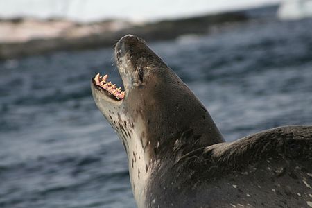 ไฟล์:Leopard_Seal.jpg