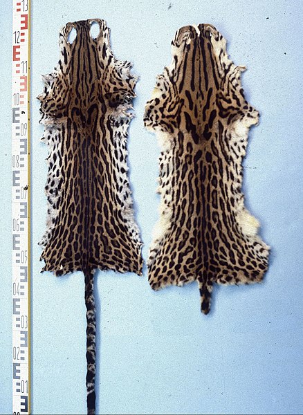 File:Leopardus wiedii (Margay cats) fur skins.jpg