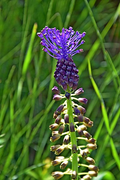 File:Leopoldia comosa016.JPG