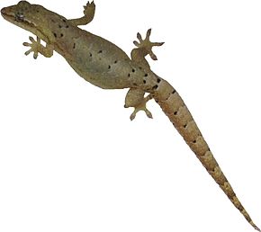 Descrição da imagem Lepidodactylus lugubris 2.jpg.