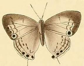 Leptomyrina phidias1.JPG