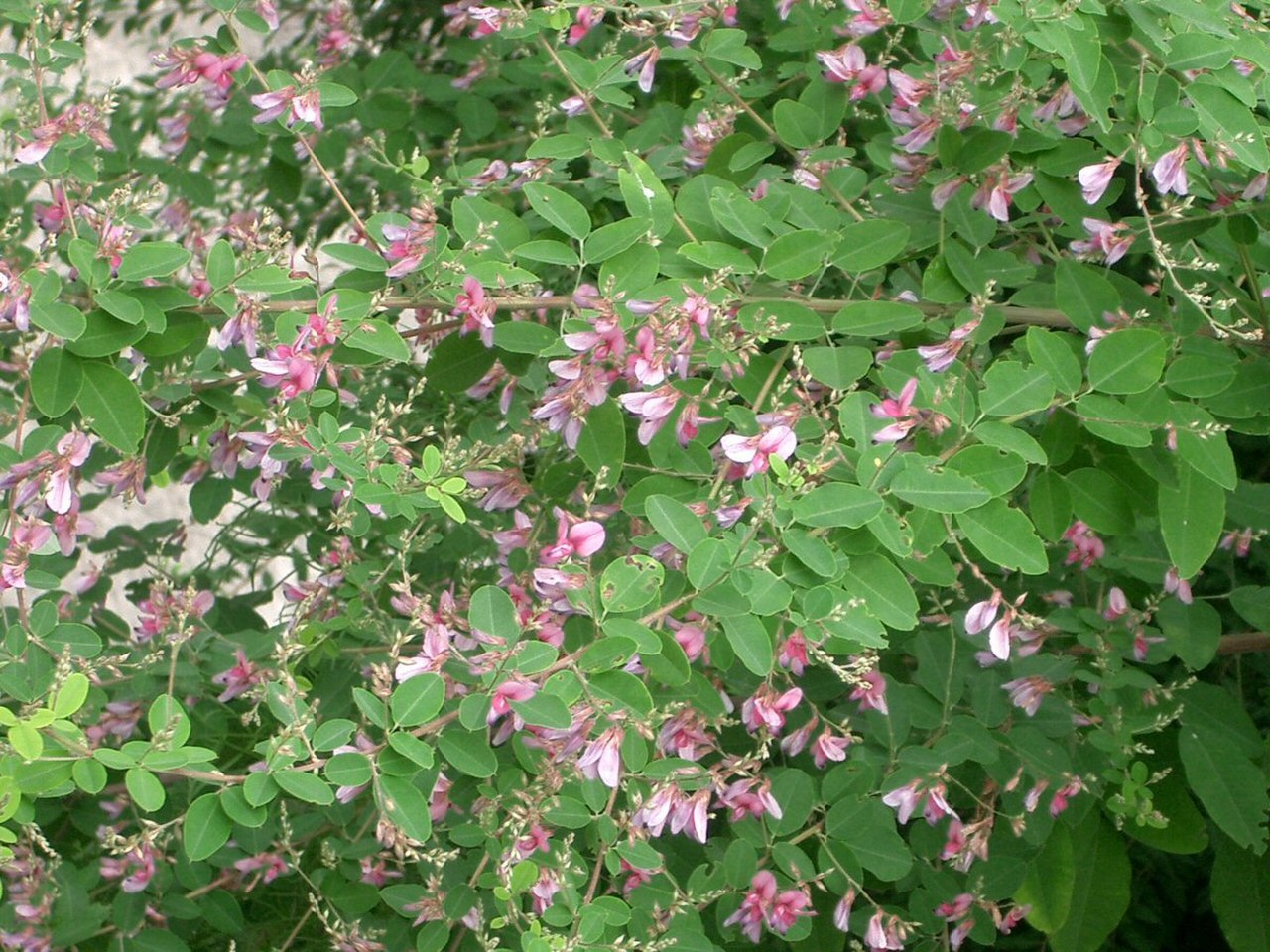 Леспедеца. Кустарник Леспедеца биколор. Леспедеца двуцветная (Lespedeza bicolor). Леспедеца в Приморье. Леспедеца двуцветная биколор.