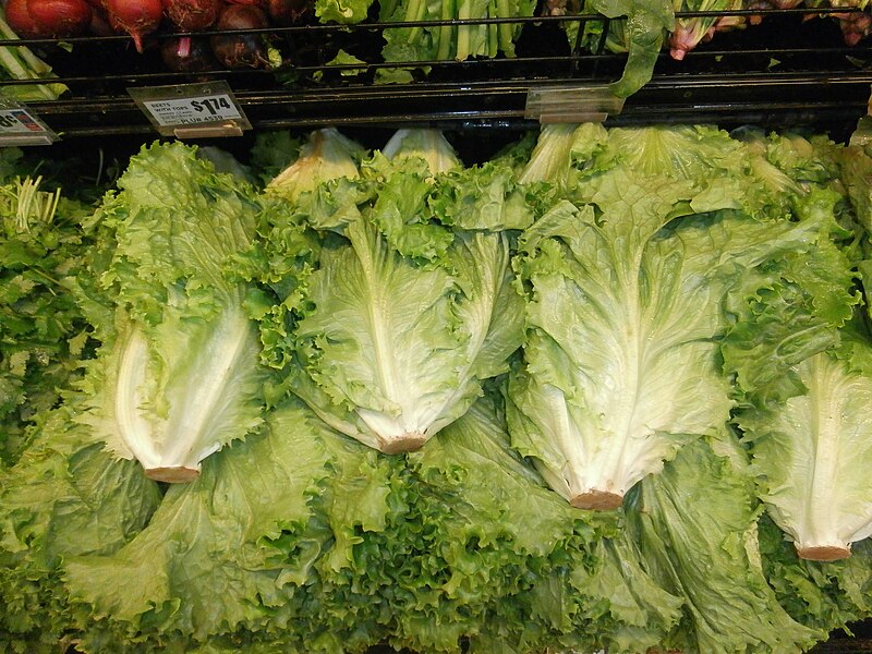 File:Lettuce stack wide.jpg