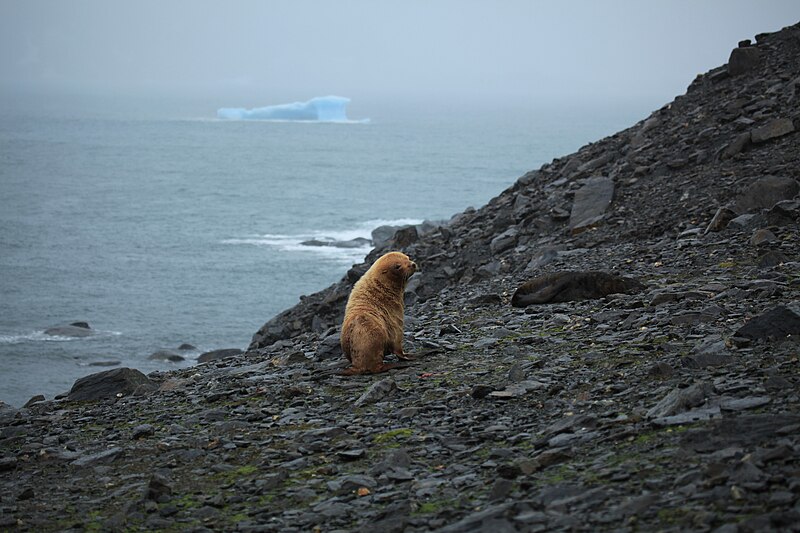 File:Leucistic Antarctic Fur Seal in the South Orkney Islands.jpg