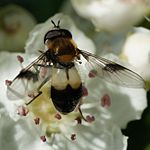 Ljushårig lyktblomfluga