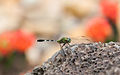 * Nomination Dragonfly (Orthetrum sabina), Ho Chi Minh City, Vietnam --Poco a poco 04:40, 18 April 2014 (UTC) * Promotion Very nice. FP IMO. --Mattbuck 23:02, 24 April 2014 (UTC)