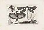 Miniatuur voor Bestand:Libellen, vlinder en een hommel Insecten (serietitel) Muscarum Scarabeorum (serietitel), RP-P-OB-11.650.jpg