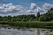 English: Republican biological reserve Liebiadziny. Minsk, Belarus Беларуская: Рэспубліканскі біялагічны заказнік Лебядзіны. Мінск, Беларусь Русский: Республиканский биологический заказник Лебяжий. Минск, Беларусь