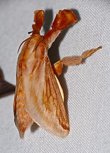 Limacodid Moth (Perola villosipes) (27114404548).jpg