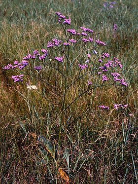 Limonium gmelinii