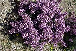 Miniatura para Limonium insigne