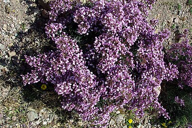 Limonium insigne.