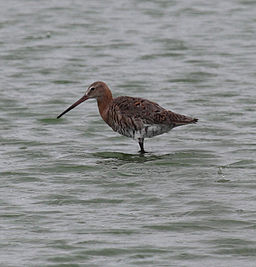 Black-tailed Godwit (Limosa limosa), Northern Territory, Australia