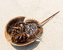 Underside of a male, showing the first leg modified for grasping the female during copulation. Limulus polyphemus (Atlantic Horseshoe Crab) (26923434854).jpg