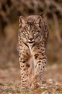 Lince ibérico (Lynx pardinus), Almuradiel, Ciudad Real, España, 2021-12-19, DD 02.jpg