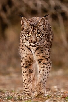Description de l'image Lince ibérico (Lynx pardinus), Almuradiel, Ciudad Real, España, 2021-12-19, DD 02.jpg.