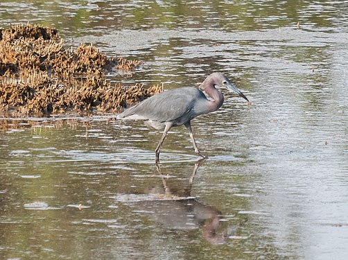 Little blue heron, Hammonasset Beach State Park