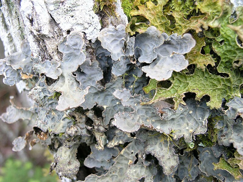 File:Lobaria scrobiculata R2.jpg