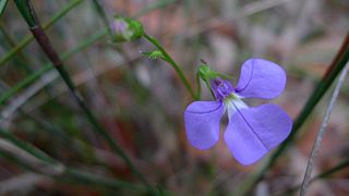 <i>Lobelia andrewsii</i> Species of flowering plant