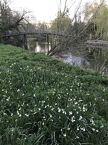 A large clump of Loddon lilies (Leucojum aestivum L.) in bloom on the banks of the Loddon, not far from its confluence with the Thames at Wargrave