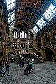 London - Cromwell Road - Natural History Museum 1881 by Alfred Waterhouse - Central Hall - View North towards Charles Darwin's Statue.jpg