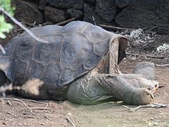 Lonesome George - Pinta Island Tortoise (4806833908).jpg