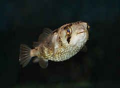 Long-spine porcupinefish (Diodon holocanthus).jpg