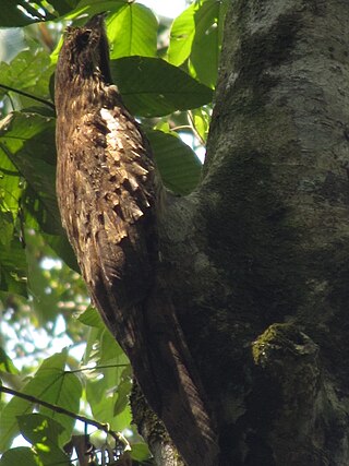 <span class="mw-page-title-main">Long-tailed potoo</span> Species of bird