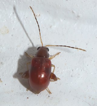 <i>Longitarsus varicornis</i> Species of beetle